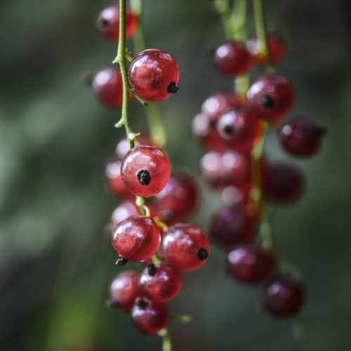 Photo by monicore on <a href="https://www.pexels.com/photo/focus-photography-of-red-round-fruit-173952/" rel="nofollow">Pexels.com</a>